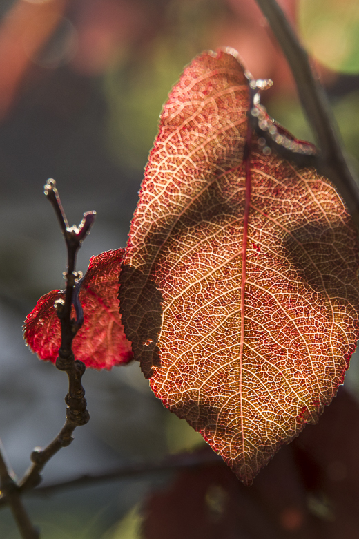 bestrahltes rotes Blatt